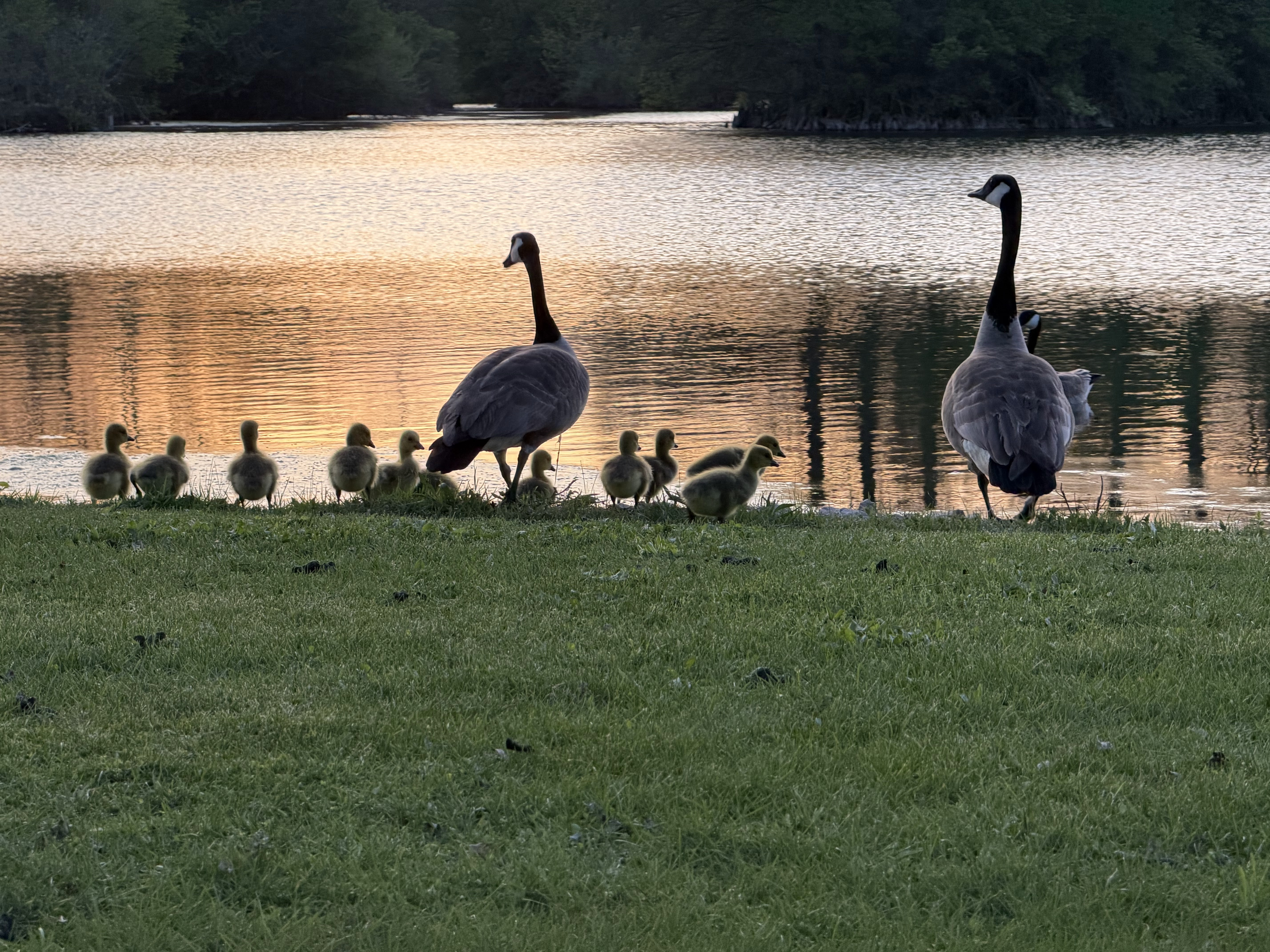 Canada geese family walking along the shore of Deer Creek Lake at golden hour