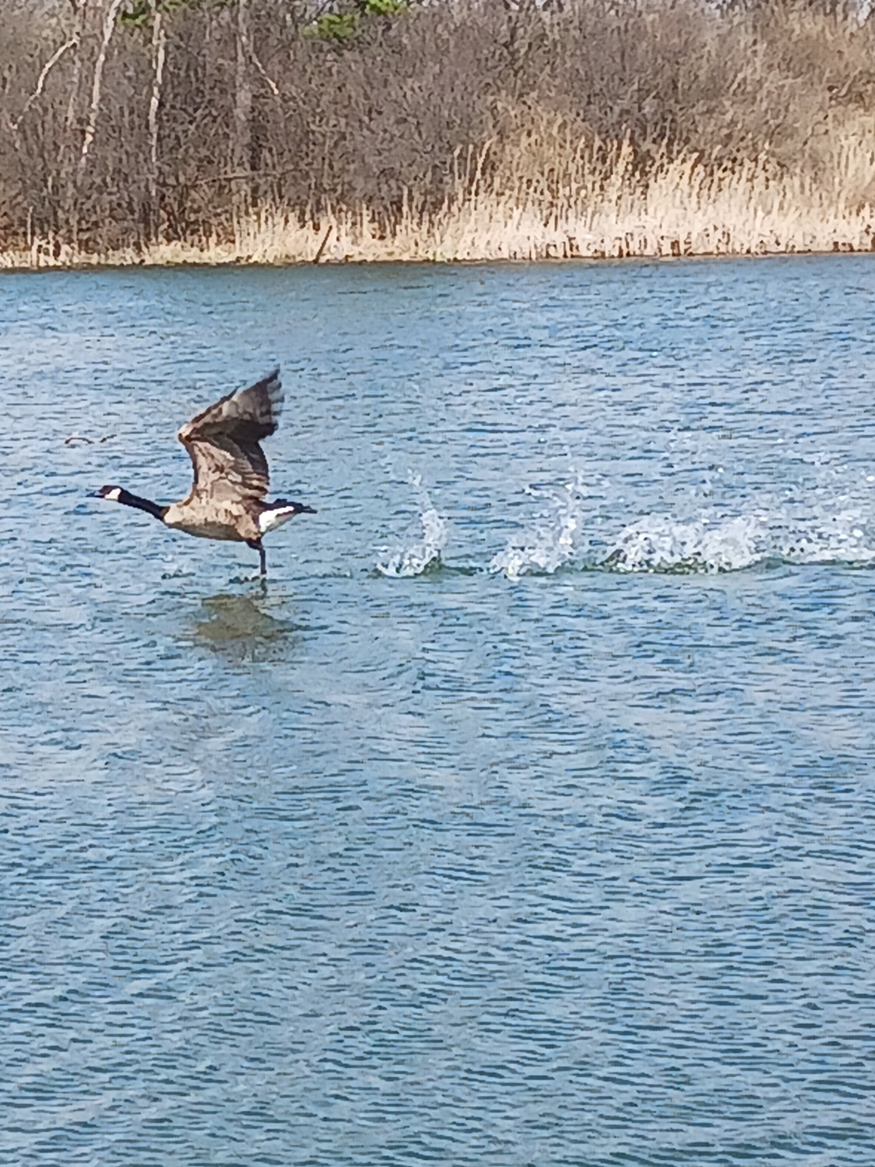 Canada goose taking flight from the surface of Deer Creek Lake in Plainfield Illinois