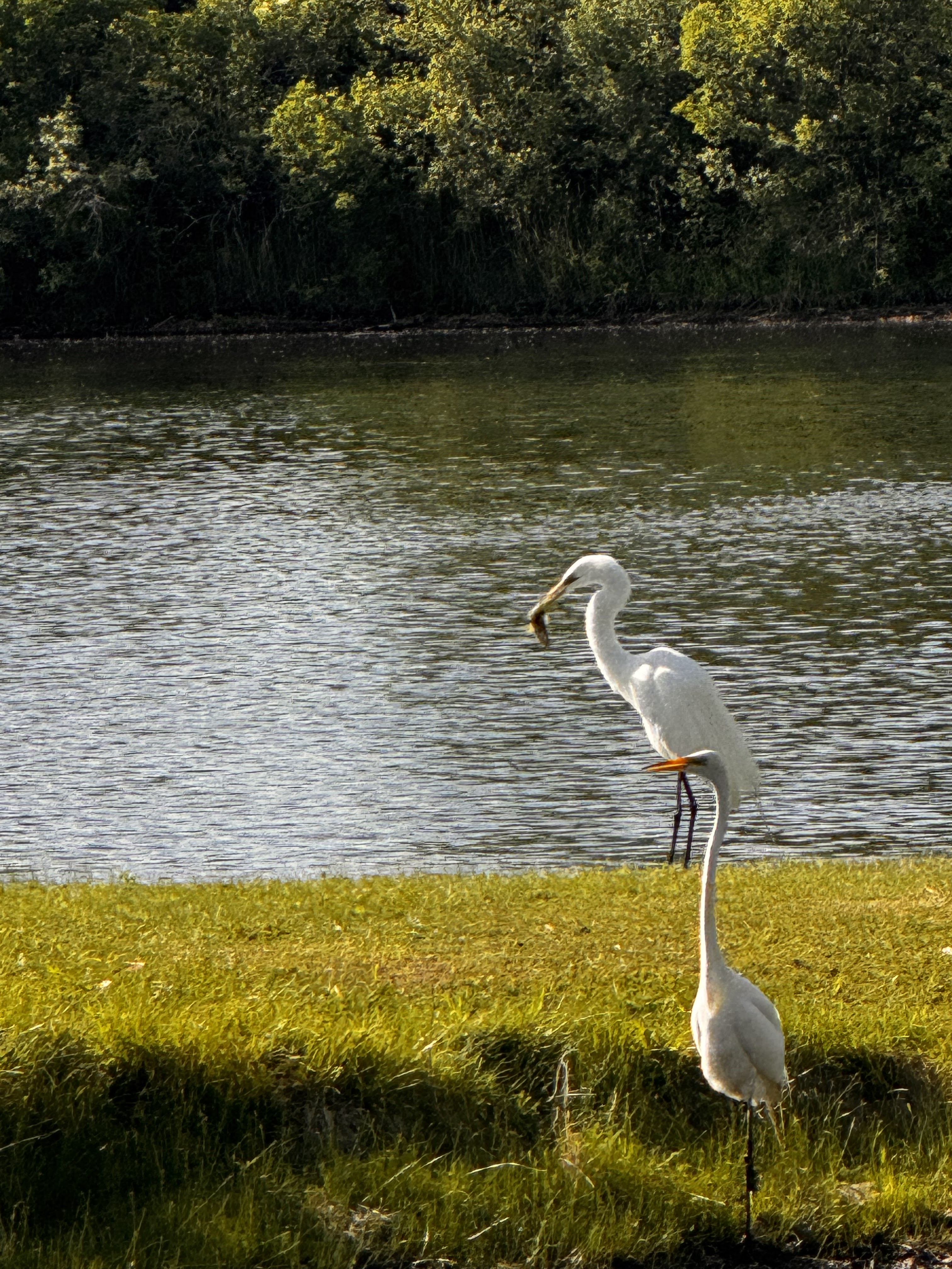 Great egret standing on the shore of Deer Creek Lake with a fish in its beak