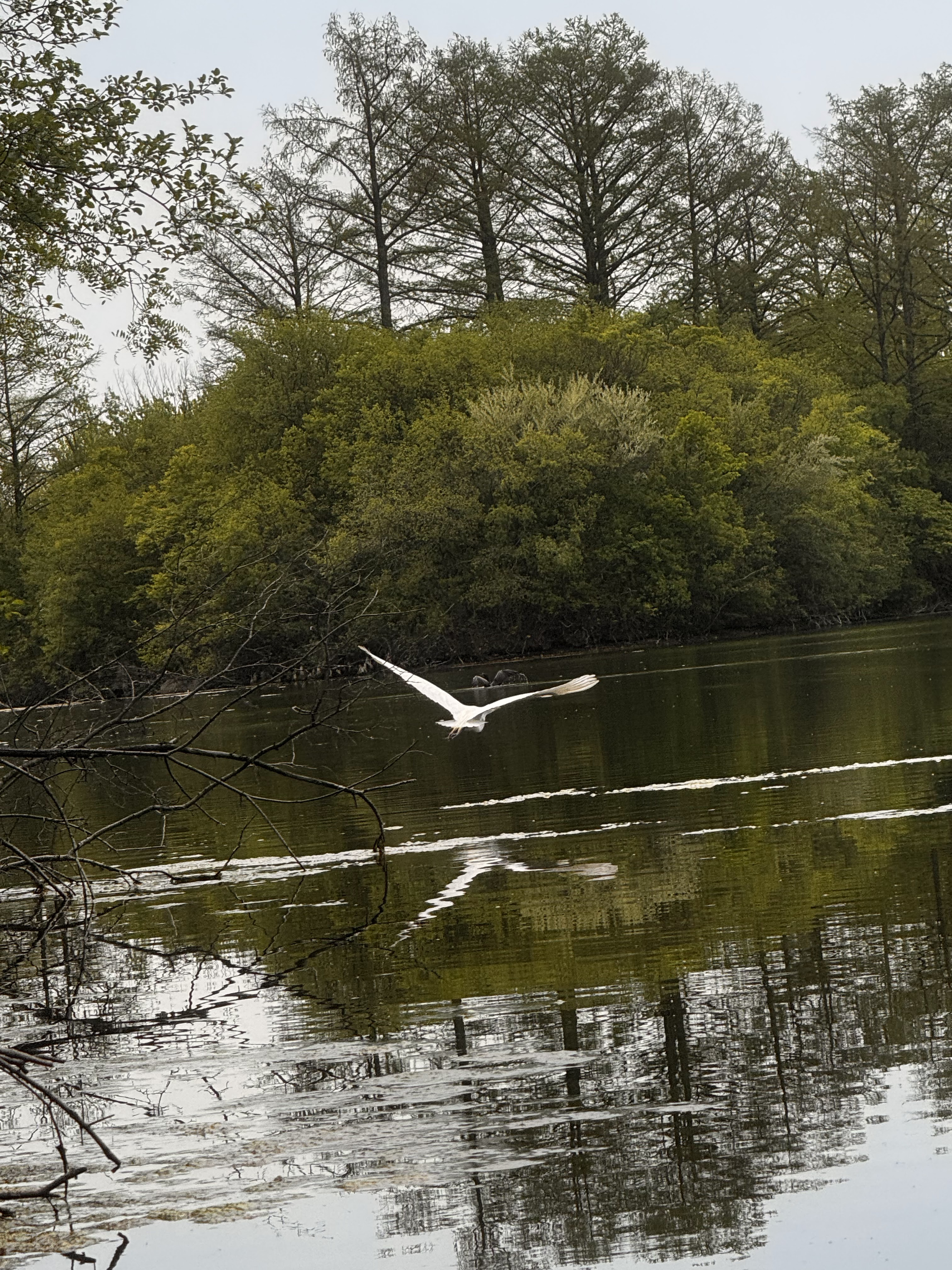 Great egret in flight over Deer Creek Lake with wooded shoreline in background