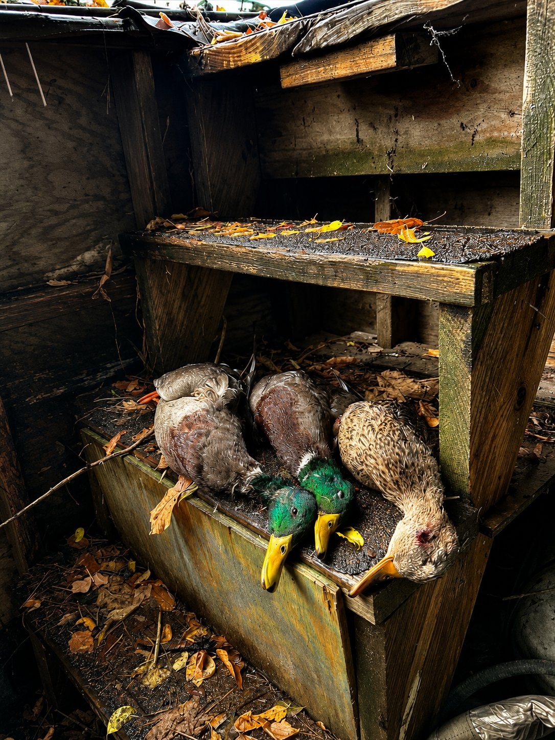 Harvested mallard ducks resting inside a Deer Creek Recreation Club waterfowl blind in autumn