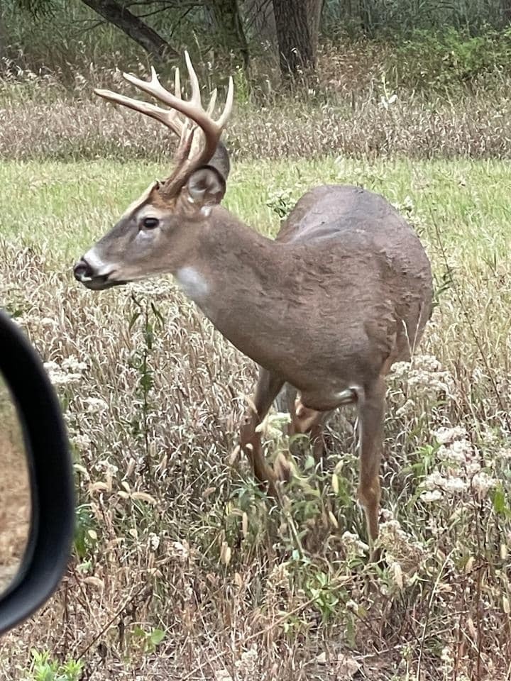 Large whitetail buck with full rack standing in the woodland at Deer Creek Recreation Club in Plainfield, Illinois