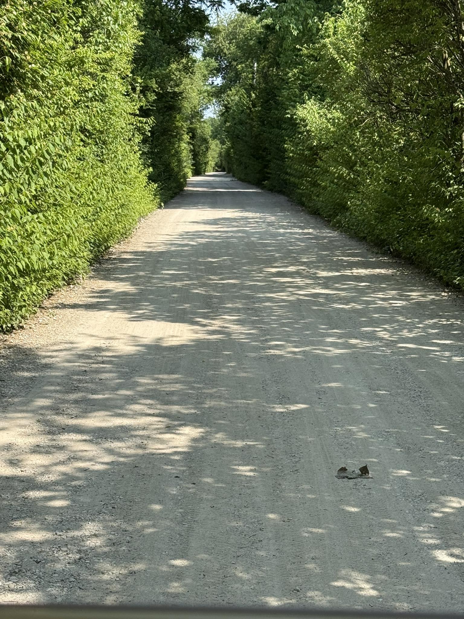 Wooded entrance drive at Deer Creek